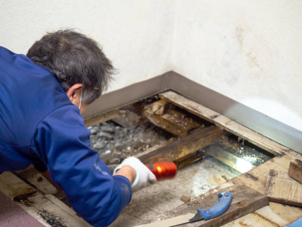  Charleston, MS Mold Removal Pros