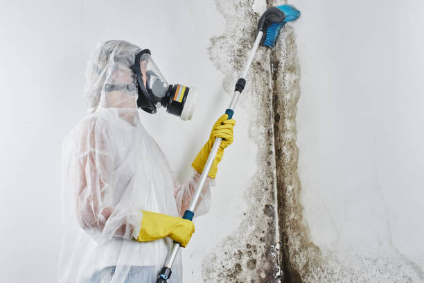 Best Black Mold Removal  in Charleston, MS