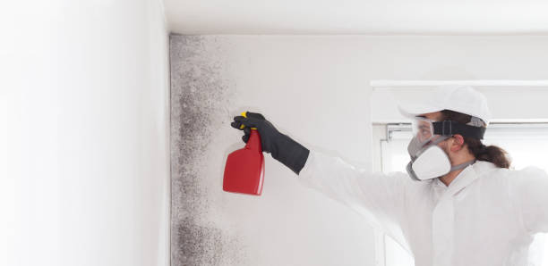 Attic Mold Removal in Charleston, MS