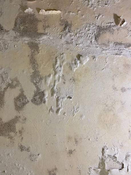 Best Mold Remediation  in Charleston, MS