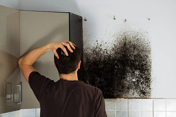 Best Local Mold Removal Service  in Charleston, MS